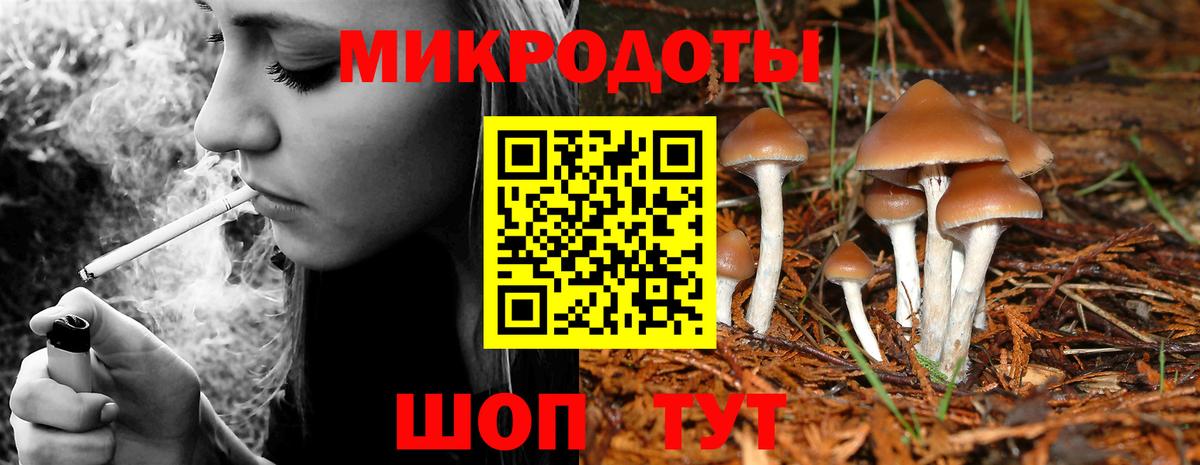 Псилоцибиновые грибы Psilocybe  Петровск 