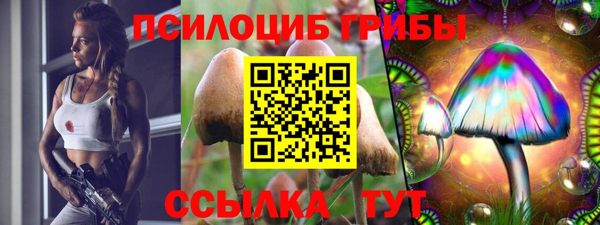 Псилоцибиновые грибы Psilocybe Петровск